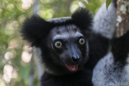 n402/madagascar.la.murien.indri.1.jpg