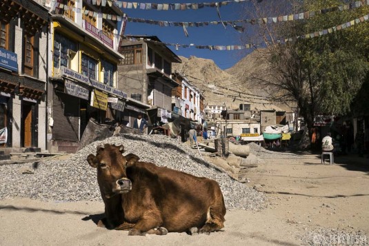 n419/ladakh.leh.2015.8.jpg