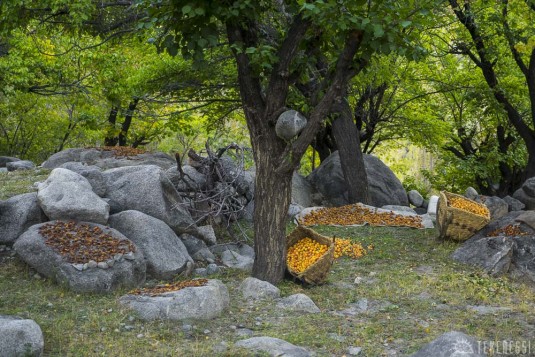 n421/ladakh.leh.abricot.amande.7.jpg