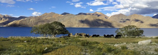 n422/ladakh.trek.nubra.pangong.shyok.2.jpg