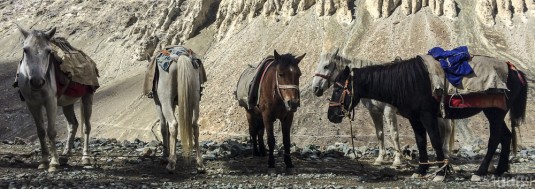 n422/ladakh.trek.nubra.pangong.shyok.6.jpg