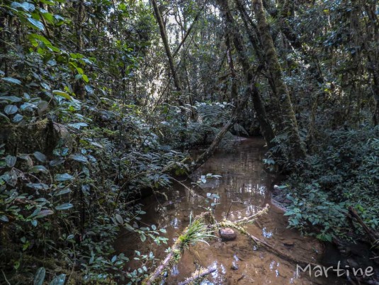 n454/corridor.forestier.trek.madagasar.26.jpg