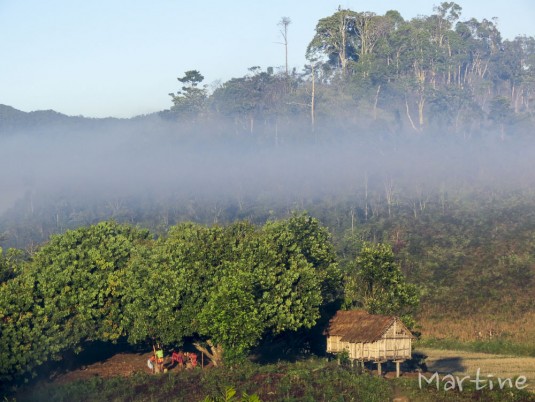 n458/corridor.forestier.trek.madagasar.49.jpg