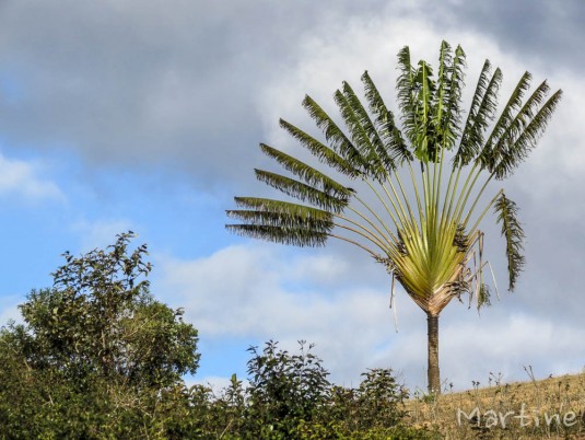 n460/corridor.forestier.trek.madagasar.64.jpg