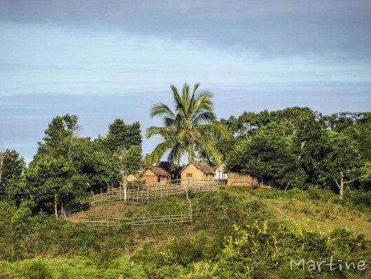 n465/corridor.forestier.trek.madagasar.98.jpg