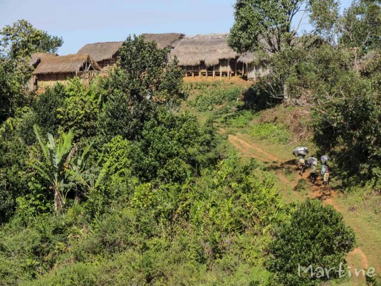 n466/corridor.forestier.trek.madagasar.103.jpg