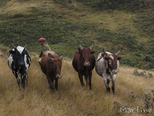 n470/corridor.forestier.trek.madagasar.132.jpg