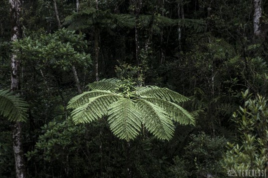 n474/corridor.forestier.trek.madagasar.24.jpg