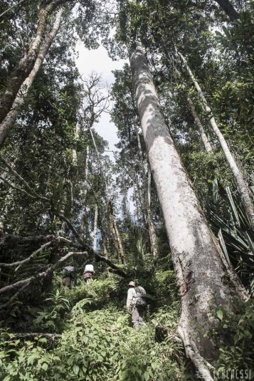 n474/corridor.forestier.trek.madagasar.36.jpg