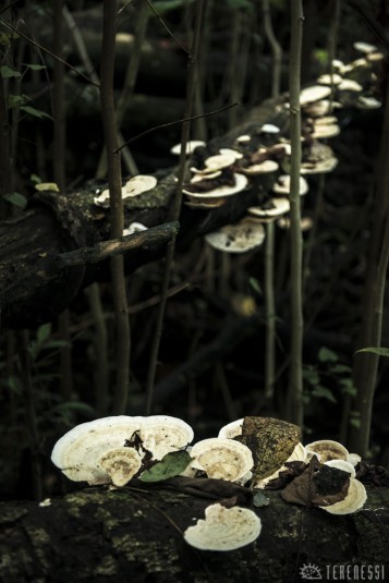 n474/corridor.forestier.trek.madagasar.38.jpg