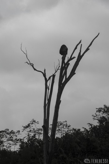 n477/corridor.forestier.trek.madagasar.69.jpg