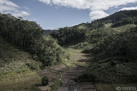 n478/corridor.forestier.trek.madagasar.95.jpg