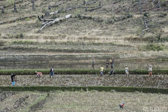 n480/corridor.forestier.trek.madagasar.127.jpg