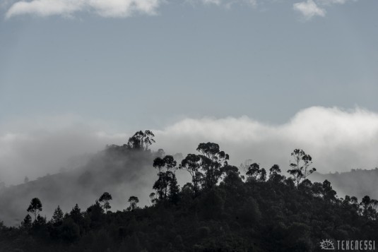 n481/corridor.forestier.trek.madagasar.143.jpg