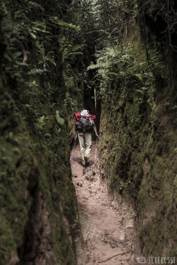 n481/corridor.forestier.trek.madagasar.146.jpg