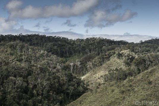n481/corridor.forestier.trek.madagasar.147.jpg