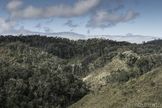 n481/corridor.forestier.trek.madagasar.147.jpg