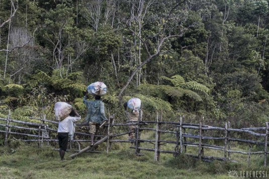 n488/corridor.forestier.trek.madagasar.230.jpg