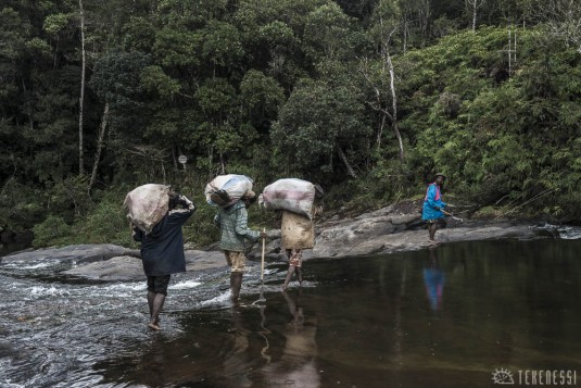 n489/corridor.forestier.trek.madagasar.237.jpg