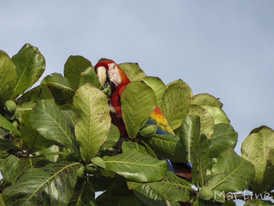 n511/costa.rica.trek.martine.7.jpg