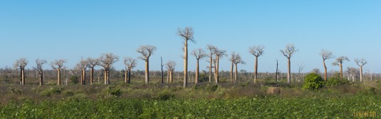 n522/allee.baobab.madagascar.1.jpg