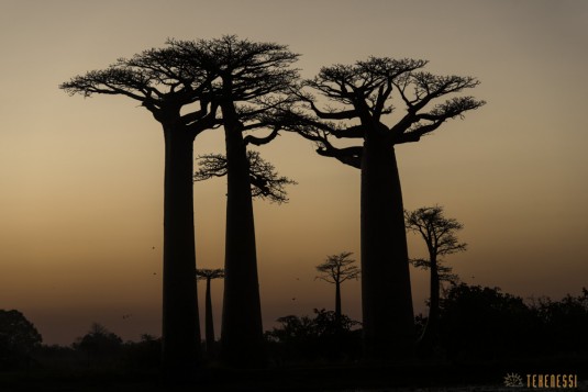 n522/allee.baobab.madagascar.13.jpg