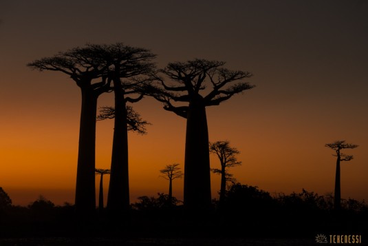 n522/allee.baobab.madagascar.16.jpg