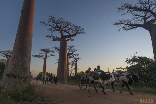 n522/allee.baobab.madagascar.18.jpg