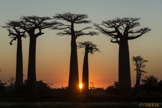 n522/allee.baobab.madagascar.7.jpg