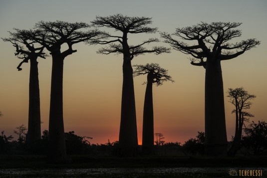 n522/allee.baobab.madagascar.8.jpg