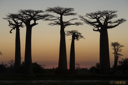 n522/allee.baobab.madagascar.9.jpg