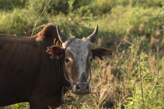 n524/marquage.zebu.madagascar.1.jpg