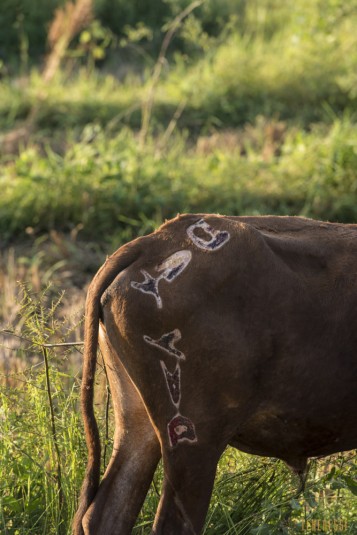 n524/marquage.zebu.madagascar.2.jpg