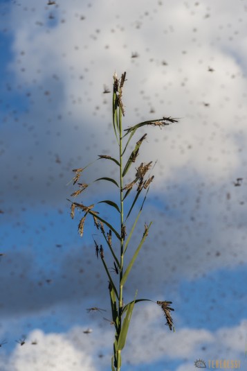 n526/criquets.makay.madagascar.2015.3.jpg