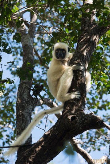 n533/parc.tsingy.trek.madagascar.bemaraha.part.2.8.jpg