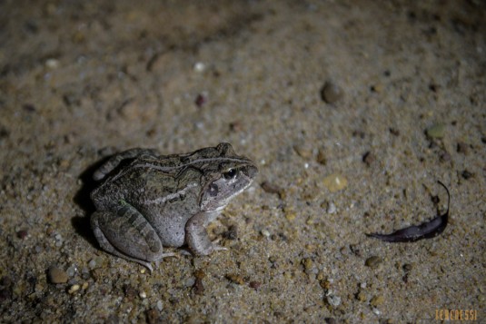 n534/parc.tsingy.trek.madagascar.bemaraha.part.3.2.jpg