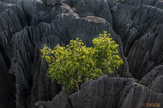 n536/parc.tsingy.trek.madagascar.bemaraha.2.jpg