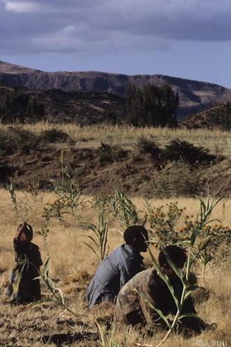 n58/terres.ethiopie.accaparement.5.jpg