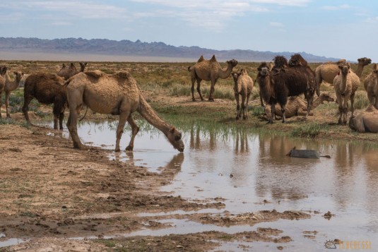 n581/mongolie.trek.gobi.14.jpg