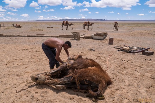 n597/mongolie.gobi.chameaux.tonte.2.jpg