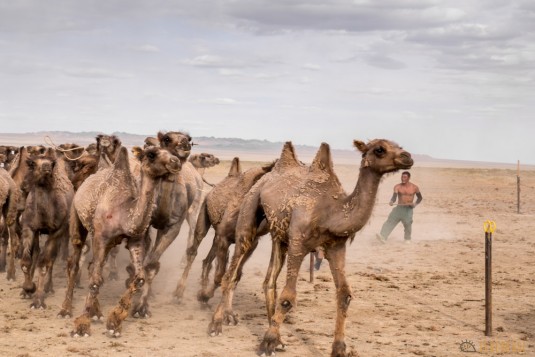 n597/mongolie.gobi.chameaux.tonte.22.jpg