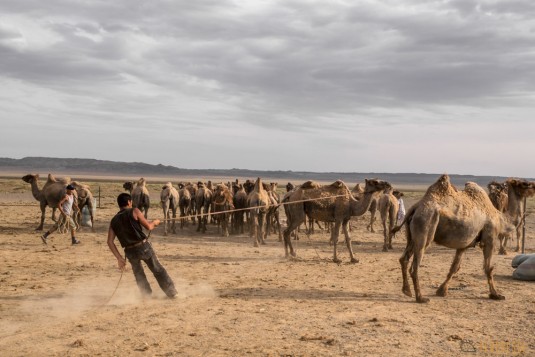 n597/mongolie.gobi.chameaux.tonte.24.jpg