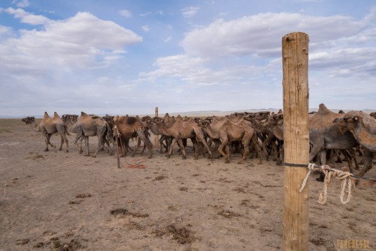 n597/mongolie.gobi.chameaux.tonte.25.jpg