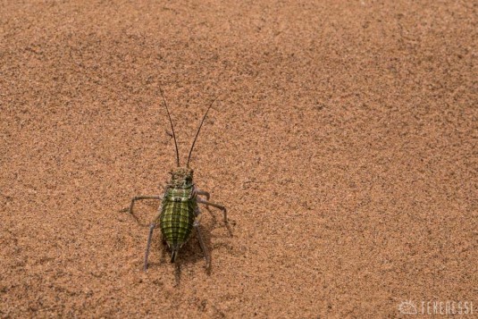 n600/mongolie.sable.gobi.8.jpg