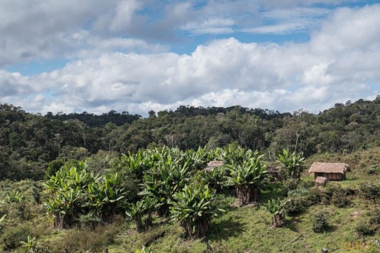 n662/Madagascar.hautes.terres.cote.est.antanala.19.jpg