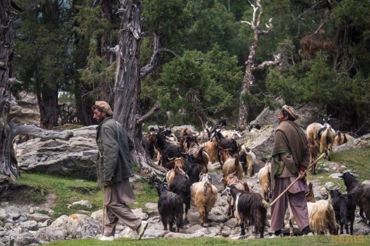 n709/Trek.Nanga.Parbat.Pakistan.Mazeno.pass.Diamir.3.jpg