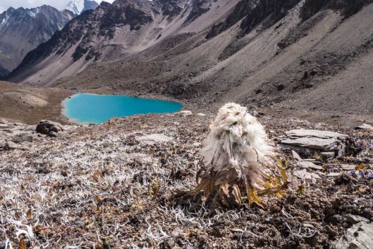 n712/Trek.Saipal.Api.Himal.Simikot.Nepal.9.jpg