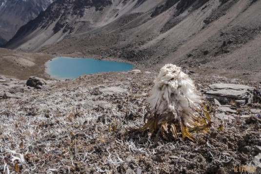 n713/Trek.Saipal.Api.Himal.Nepal.Far.West.Simikot.5.jpg