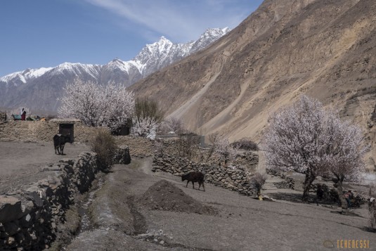 n742/Porteurs.Nepal.Pakistan.Shimshal.Hsipar.Snow.lake.1.jpg