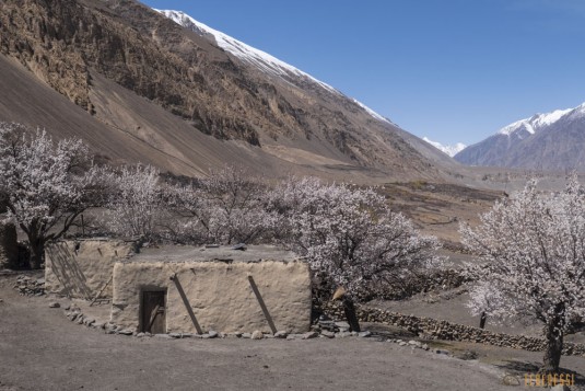 n742/Porteurs.Nepal.Pakistan.Shimshal.Hsipar.Snow.lake.2.jpg